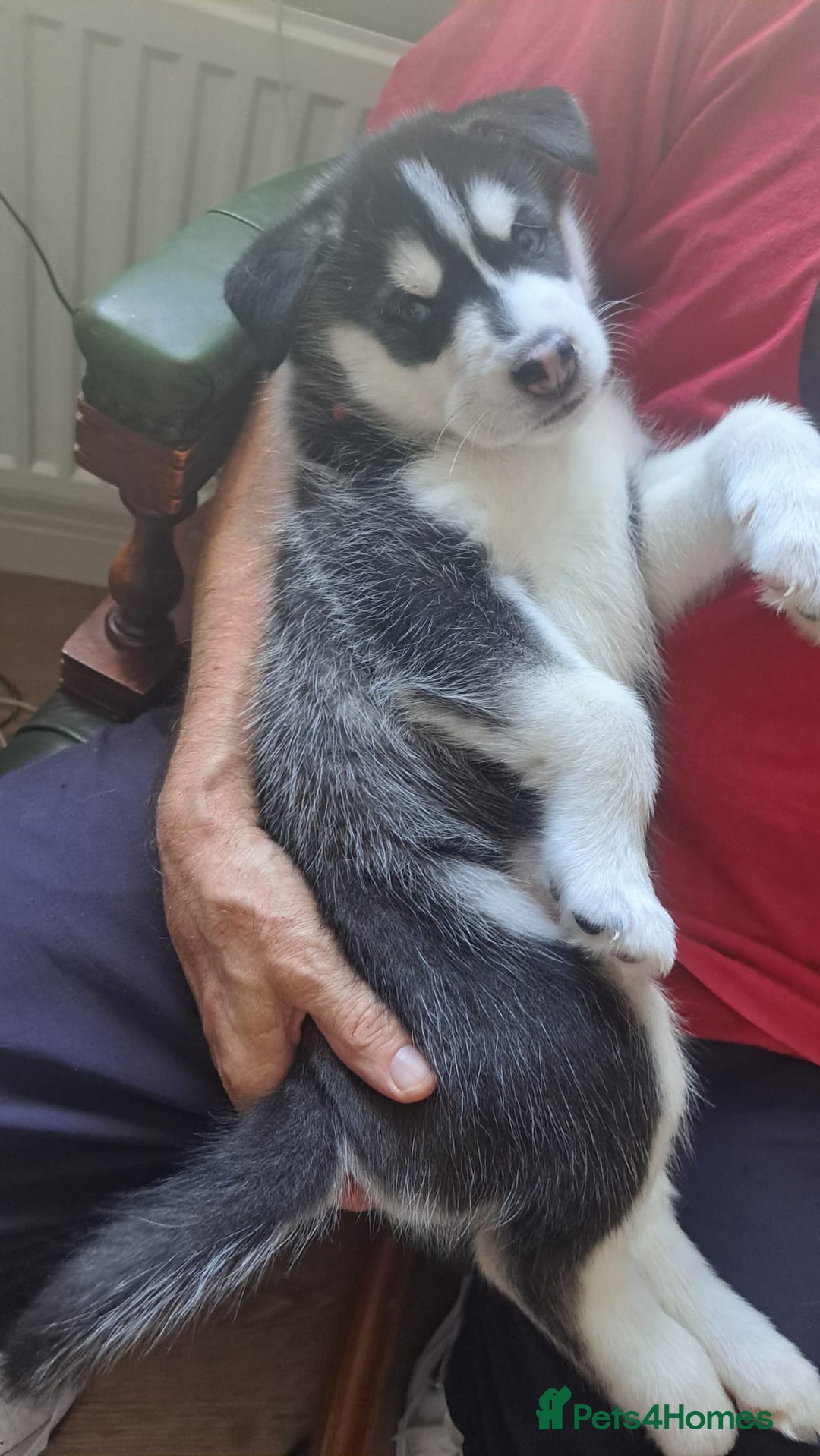 Siberian Husky dogs for sale: Huskie puppies - Image 3