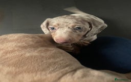 Miniature Dachshund dogs for sale: 2 x Miniature dachshund  - Image 11