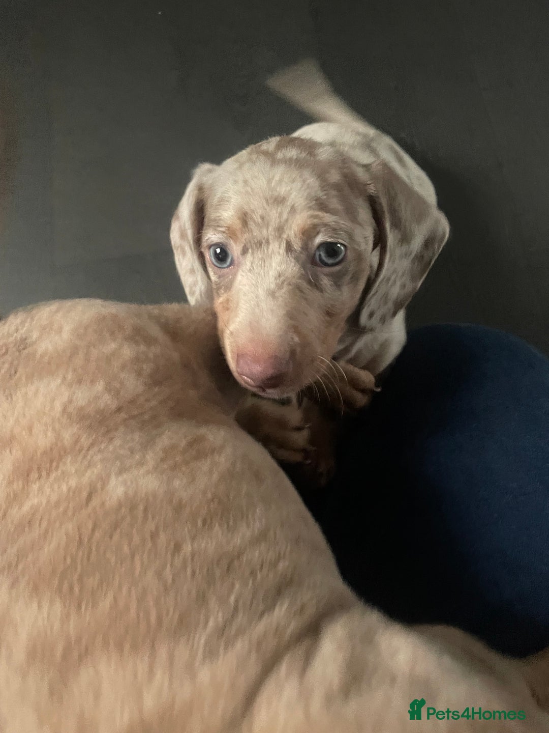 Miniature Dachshund dogs for sale: 2 x Miniature dachshund  - Image 11