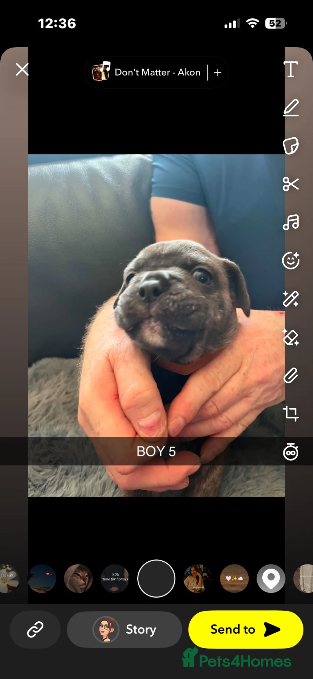 Mixed Breed dogs for sale: FRENGLISH BULLDOG PUPPIES - Advert 2