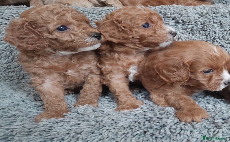 Cavapoo dogs - Advert 6