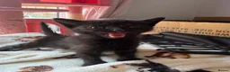 Mixed Breed cats for sale: Kittens for sale - Advert 17