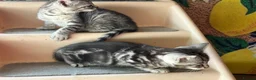 Bengal cats for sale: Bengal beautiful  - Advert 9