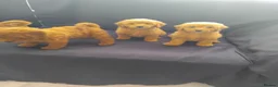 Cavapoo dogs for sale: Beautiful cavapoo puppies  - Advert 8