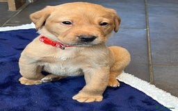 Labrador Retriever dogs for sale: Kennel Club Fox Red Labrador Puppies Health Tested - Advert 28