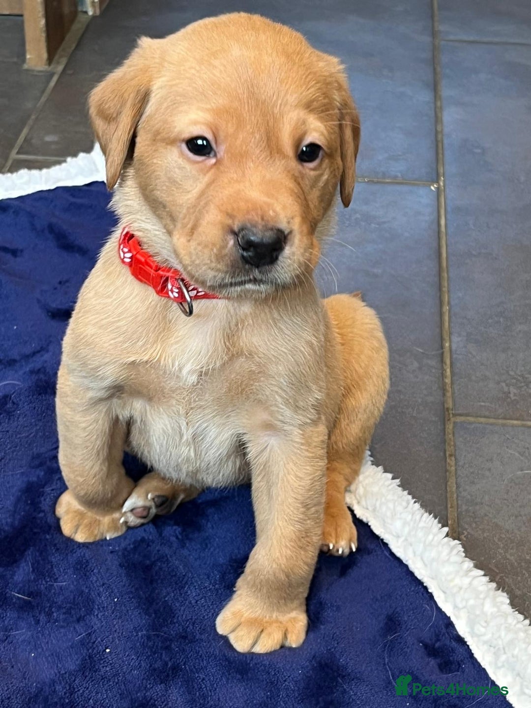 Labrador Retriever dogs for sale: Kennel Club Fox Red Labrador Puppies Health Tested - Advert 28