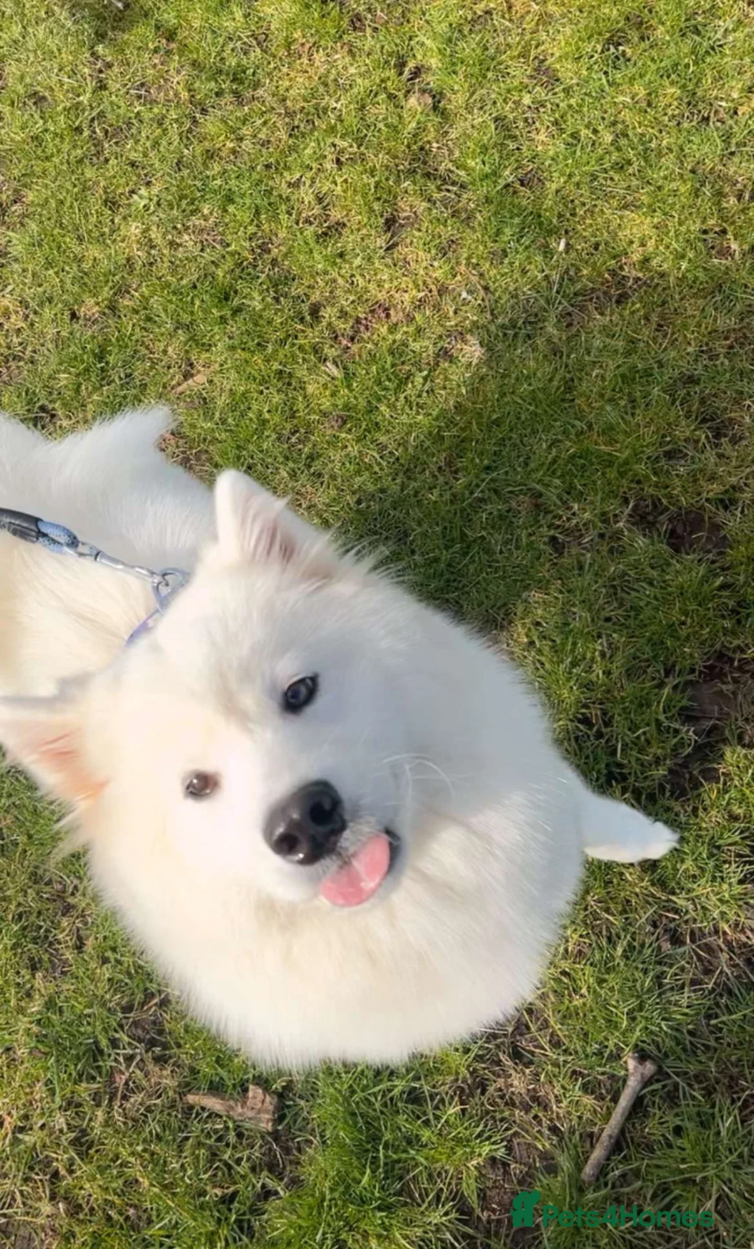 Samoyed dogs for sale: Samoyed girl - Advert 2