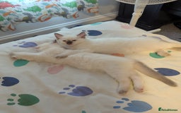 Ragdoll cats for sale: Gccf Registered Chocolate Point Ragdoll Kittens  - Image 5