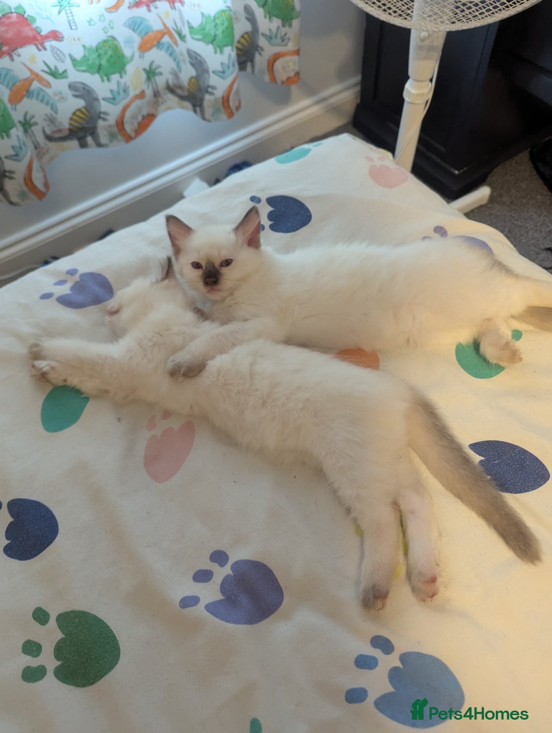 Ragdoll cats for sale: Gccf Registered Chocolate Point Ragdoll Kittens  - Image 5