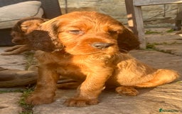Mixed Breed dogs for sale: Beautiful setter pups Gordon/Irish  - Image 14