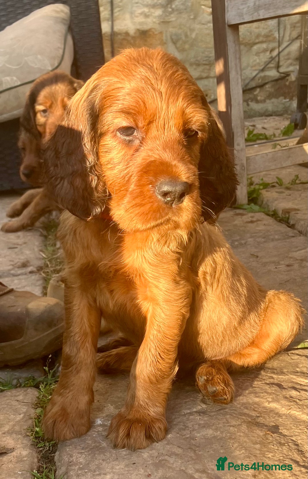 Mixed Breed dogs for sale: Beautiful setter pups Gordon/Irish  - Image 14