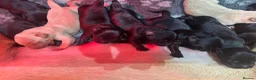 Labrador Retriever dogs for sale: Beautiful Labrador Puppies - Advert 11