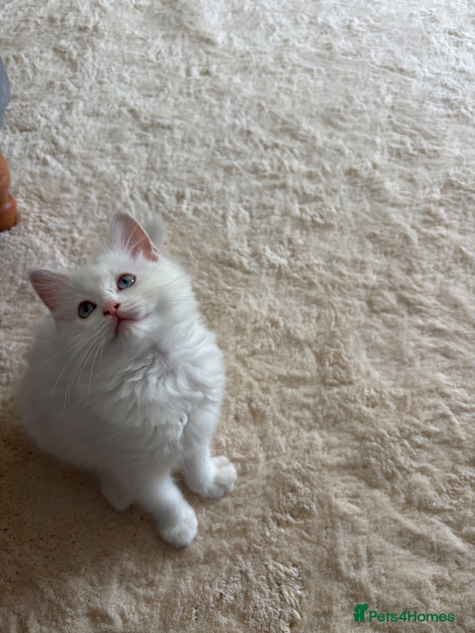 Ragdoll cats Lilac Ragdoll Kitten  - Advert 6