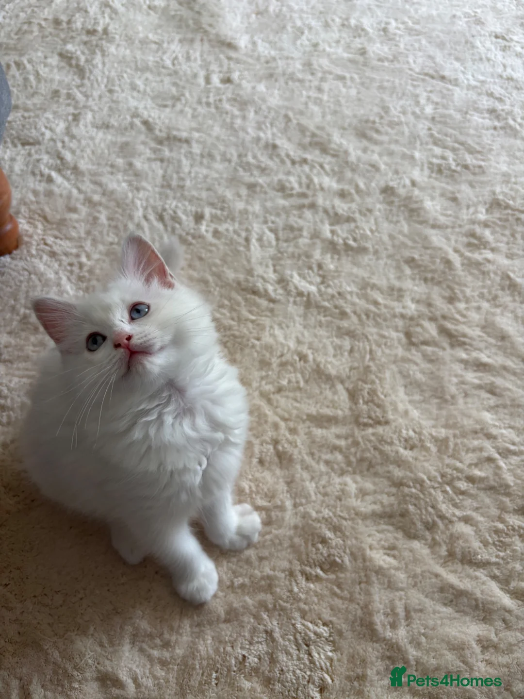Ragdoll cats for sale: Lilac Ragdoll Kitten  - Advert 1