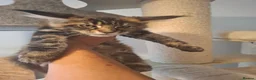 Maine Coon cats for sale: Outstanding xl mainecoons russian blood line - Advert 12