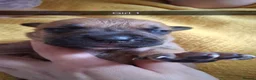 Mixed Breed dogs for sale: Cane corsa cross in Bradford - Advert 3