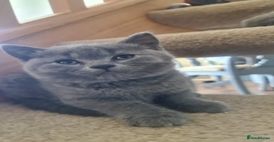 British Shorthair cats - Advert 6