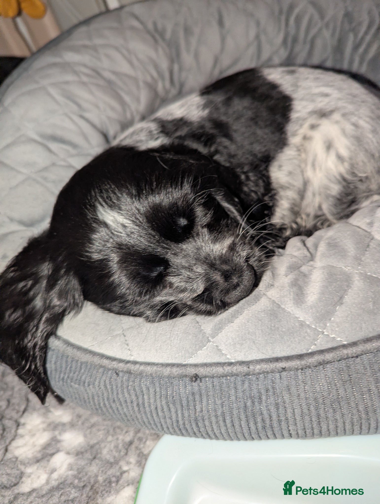 Cocker Spaniel dogs 💙2 LEFT BOY'S,❤️3 LEFT GIRLS🏡COCKER SPANIEL 🏡  - Advert 1