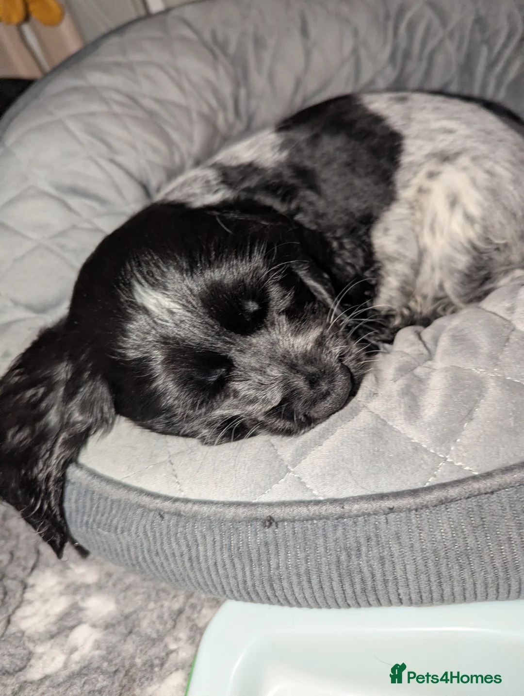 Cocker Spaniel dogs for sale: 💙1 LEFT BOY'S,❤️3 LEFT GIRLS🏡COCKER SPANIEL 🏡  - Advert 1