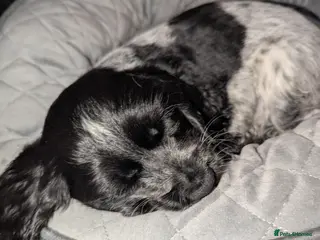 Cocker Spaniel dogs 💙2 LEFT BOY'S,❤️3 LEFT GIRLS🏡COCKER SPANIEL 🏡 - Advert 1
