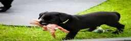 Labrador Retriever dogs for sale: KC Labrador - Traditional working  - Advert 2