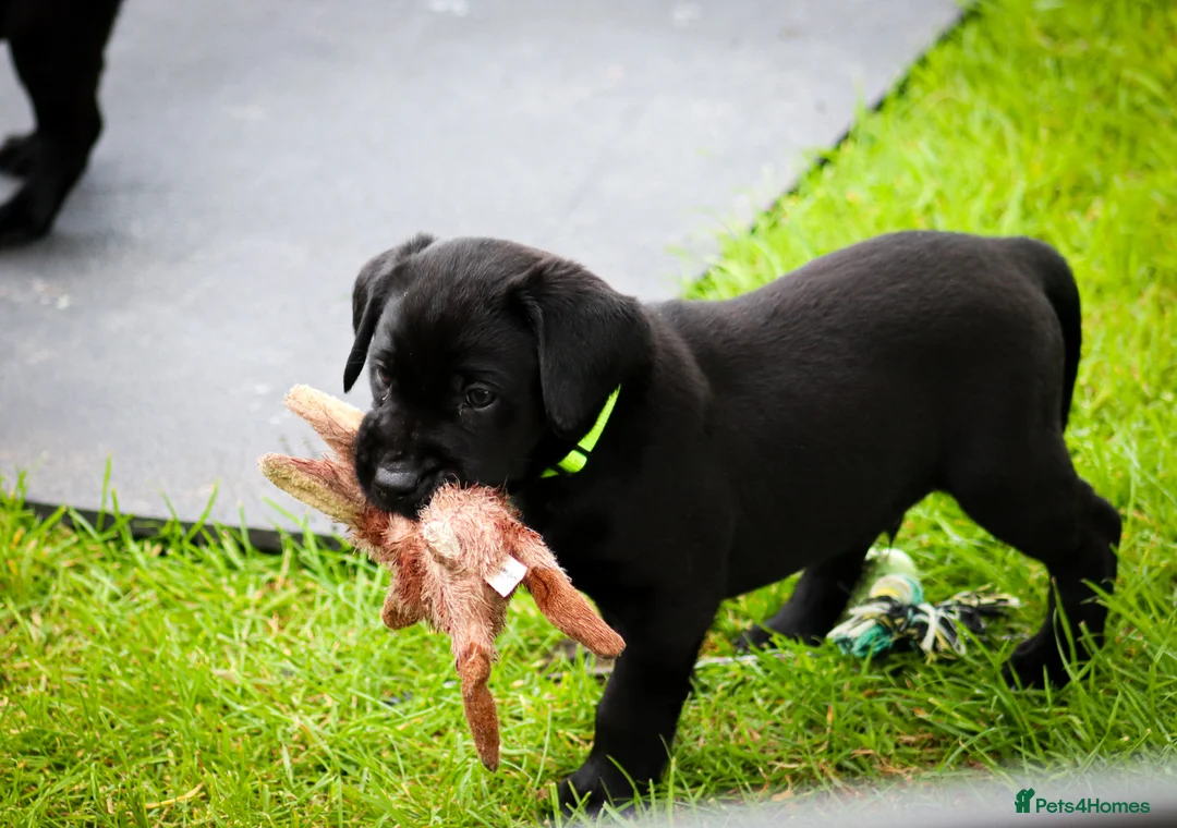Labrador Retriever dogs for sale: KC Labrador - Traditional working  - Advert 2