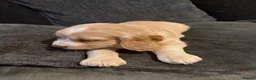 Sprocker dogs for sale: Gorgeous golden working sprokers - Advert 4