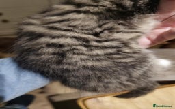 Maine Coon cats for sale: Beautiful Maine coone/bengal - Image 8
