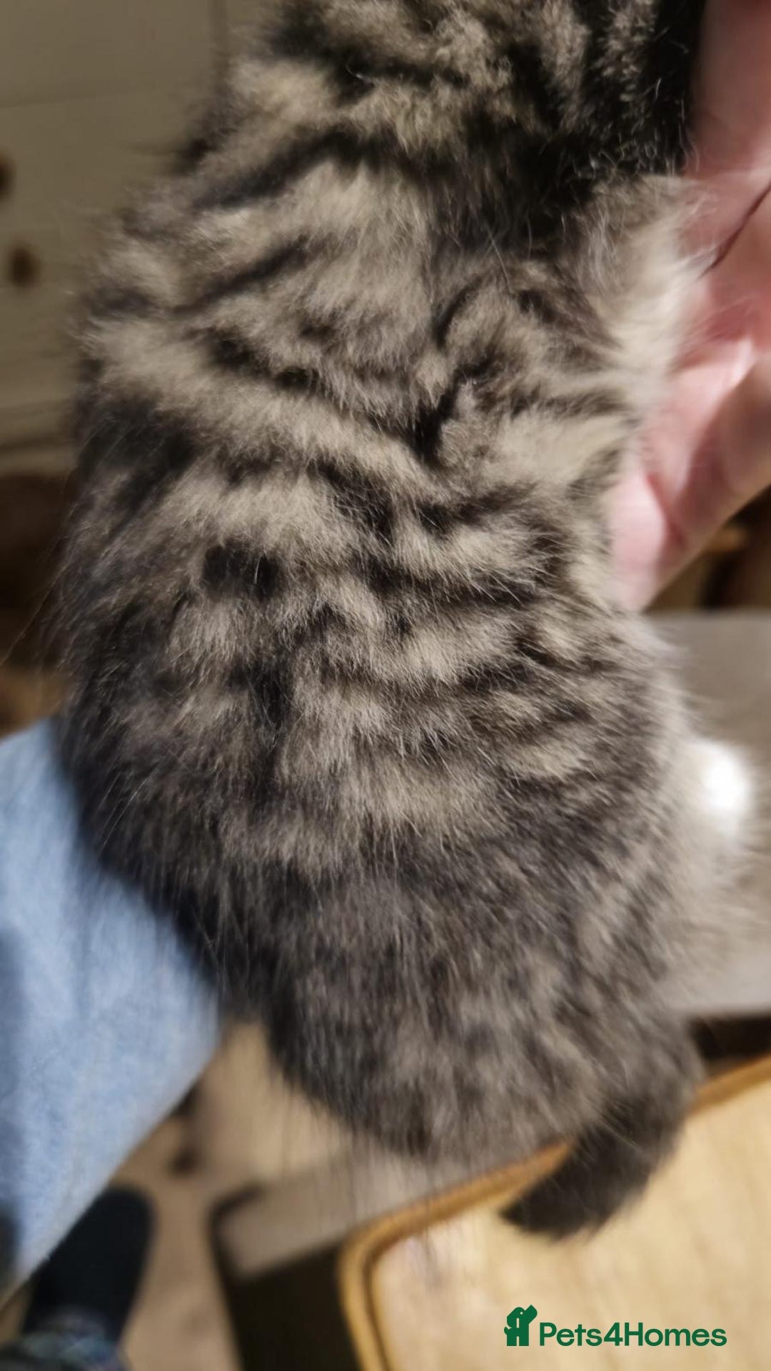 Maine Coon cats for sale: Beautiful Maine coone/bengal - Image 8