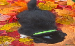 Welsh Corgi Pembroke dogs for sale: Champion Show quality stunning Corgi Puppies - Image 18