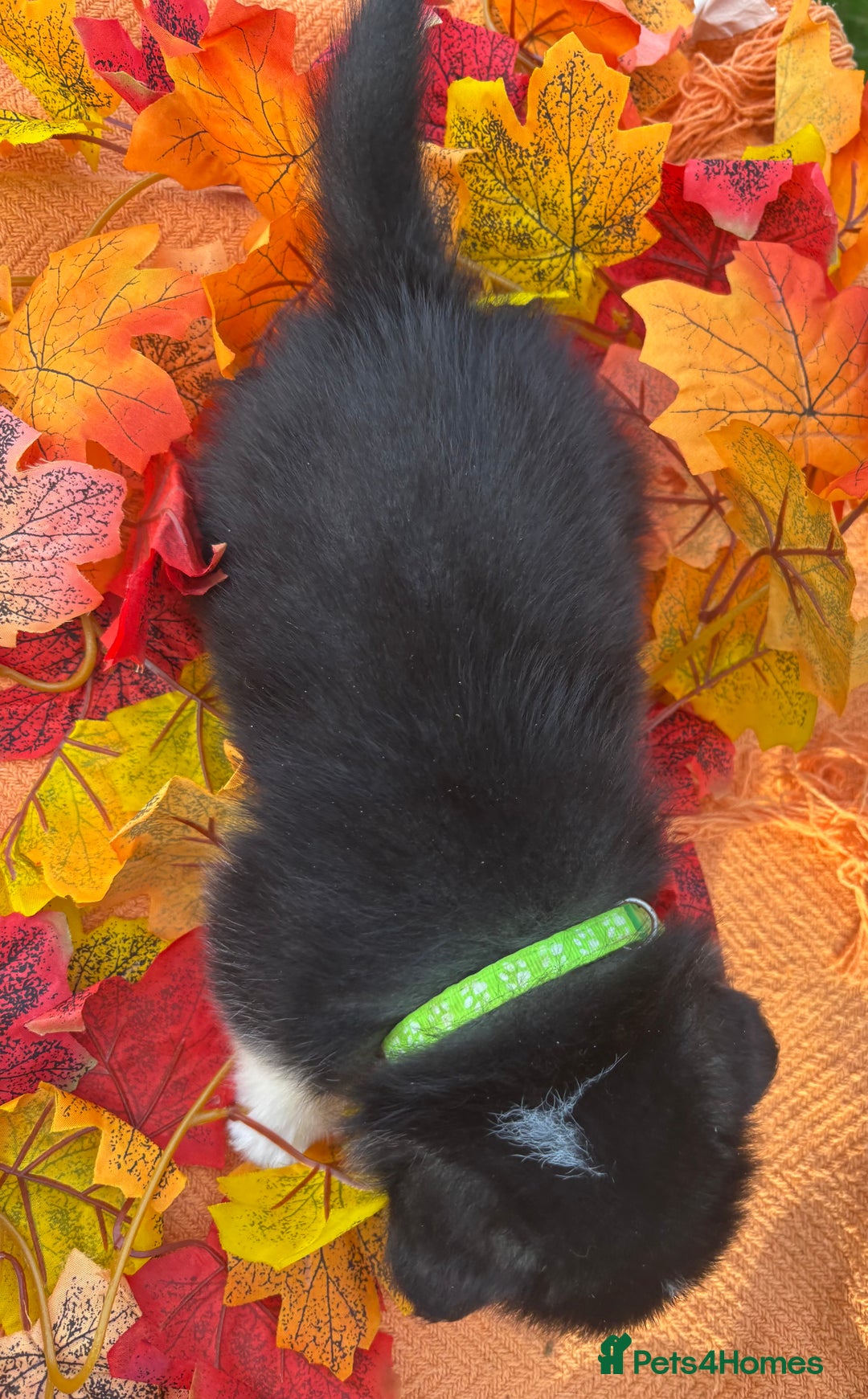 Welsh Corgi Pembroke dogs for sale: Champion Show quality stunning Corgi Puppies - Image 18