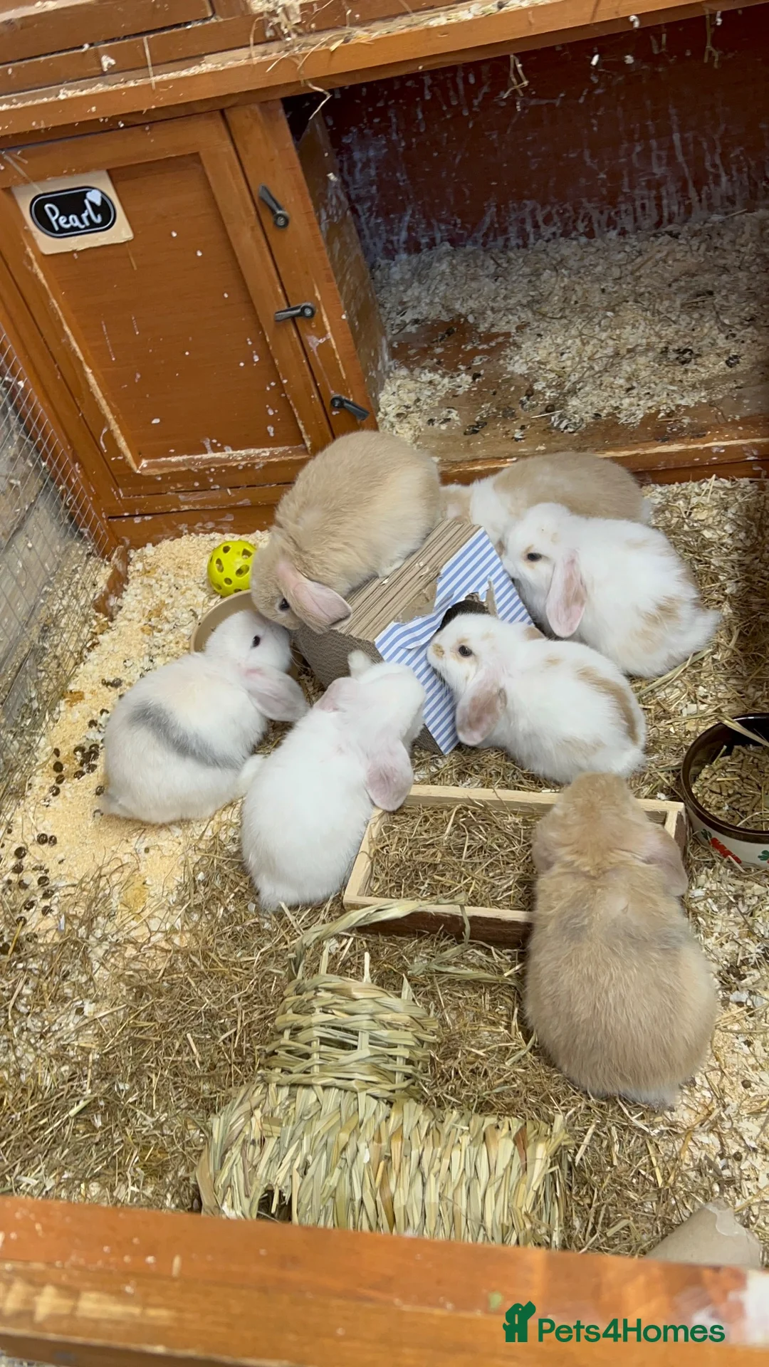 Mini Lop rabbits for sale: Pure bred Mini Lop Babies - Advert 6