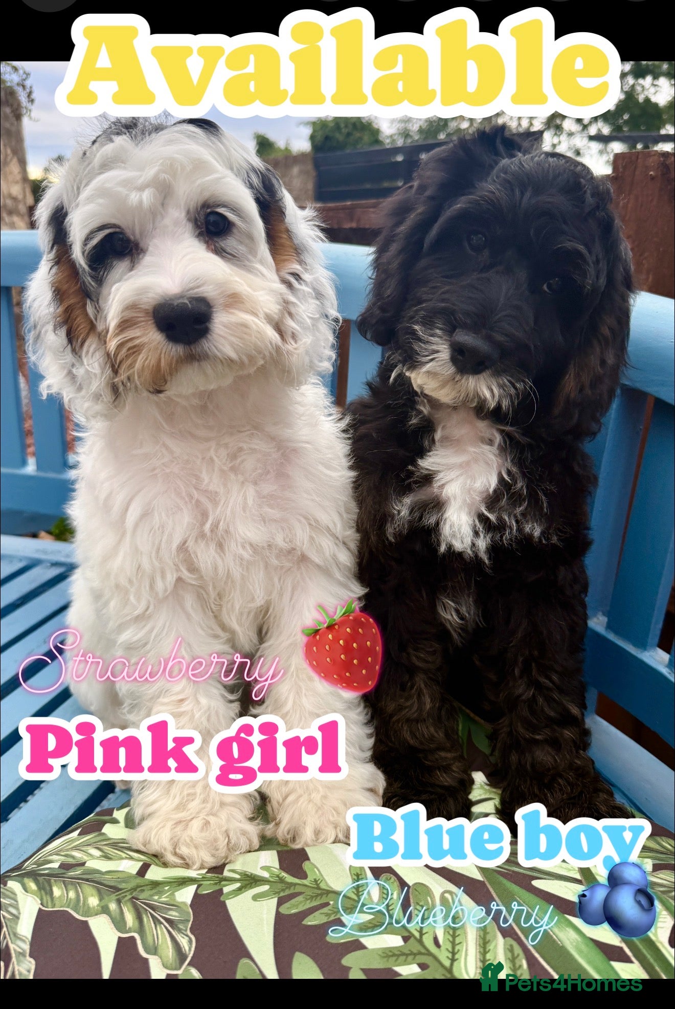 Cockapoo dogs Gorgeous F1 cockapoo puppies  - Advert 1