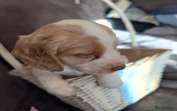 Cocker Spaniel dogs for sale: Beautiful cocker spaniel pups  - Image 21