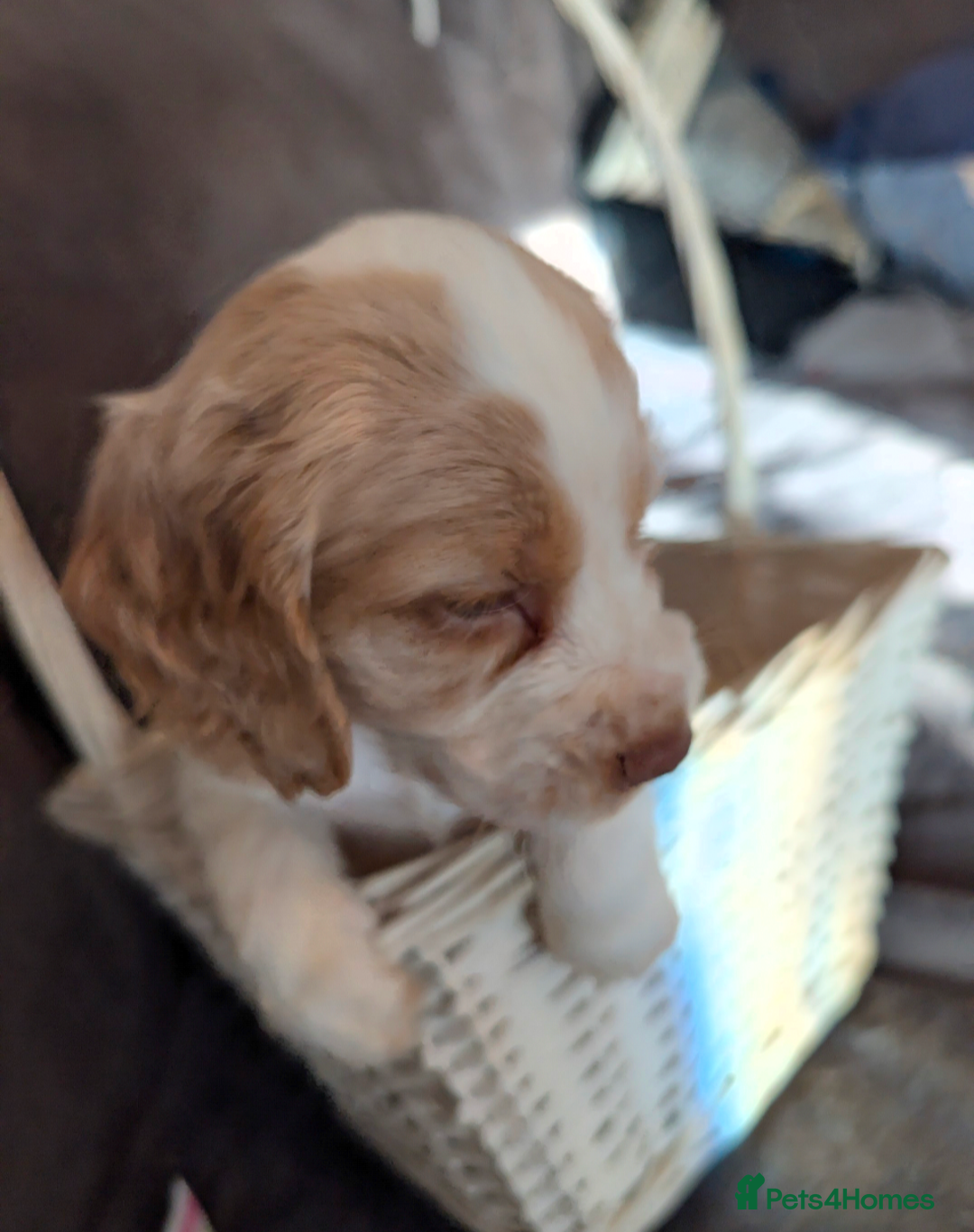 Cocker Spaniel dogs for sale: Beautiful cocker spaniel pups  - Image 21