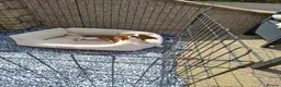 King Charles Spaniel dogs for sale: Pure bred king Charles last boy Blenheim ♥️ - Advert 7