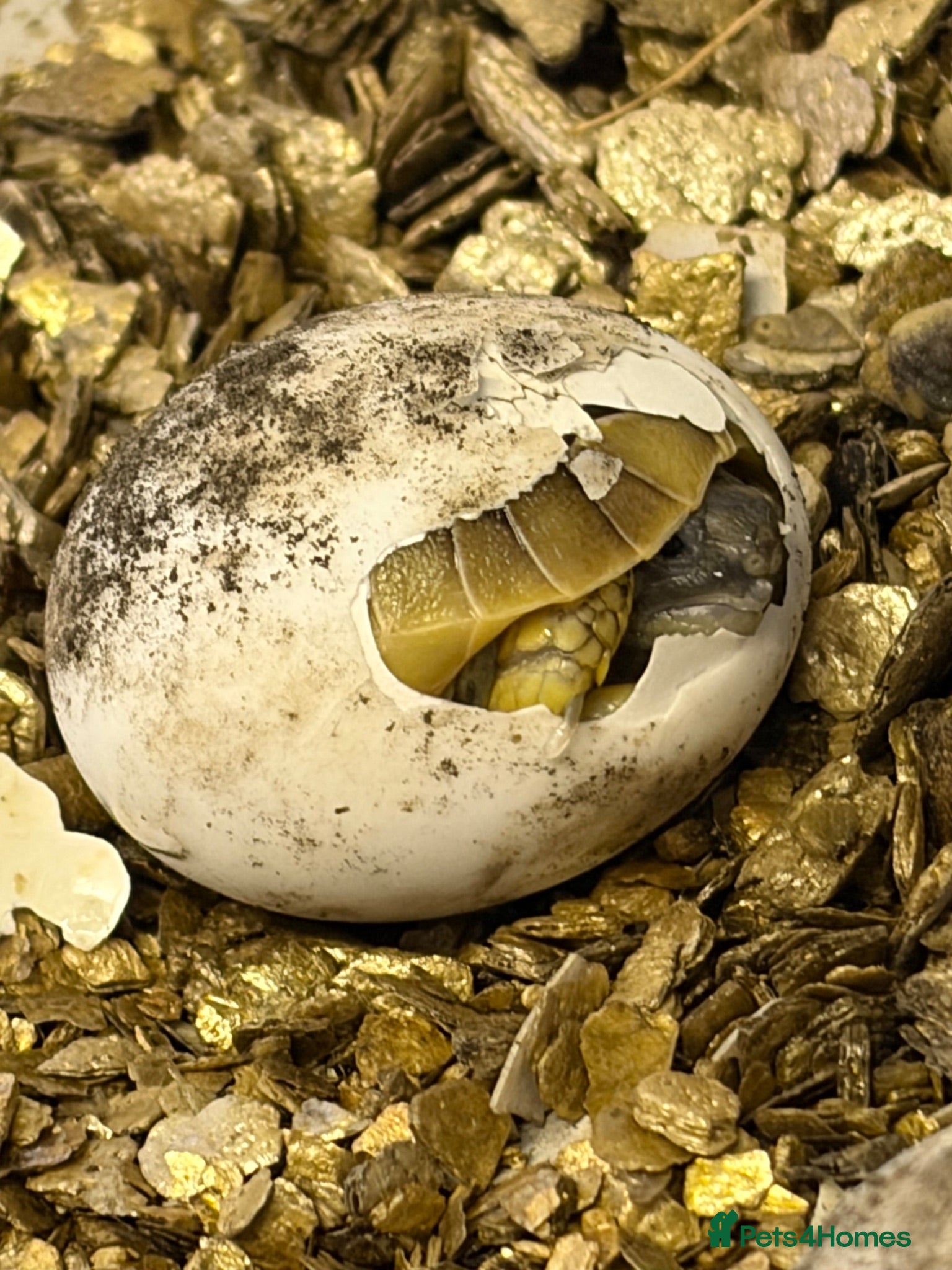 Tortoise reptiles New Hermann Tortoise Hatchlings born 2026 - Advert 2