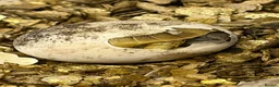 Tortoise reptiles for sale: New Hermann Tortoise Hatchlings born 2026 - Advert 1