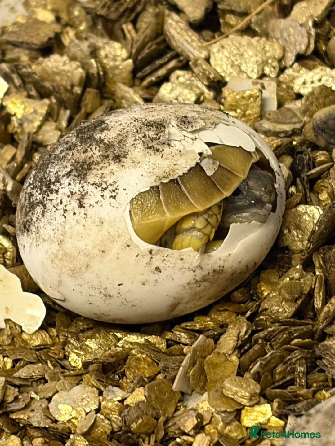 Tortoise reptiles for sale: New Hermann Tortoise Hatchlings born 2026 - Advert 1
