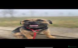 Border Terrier dogs for stud: Border terrier for Stud *SLEM clear* in Northallerton - Image 10