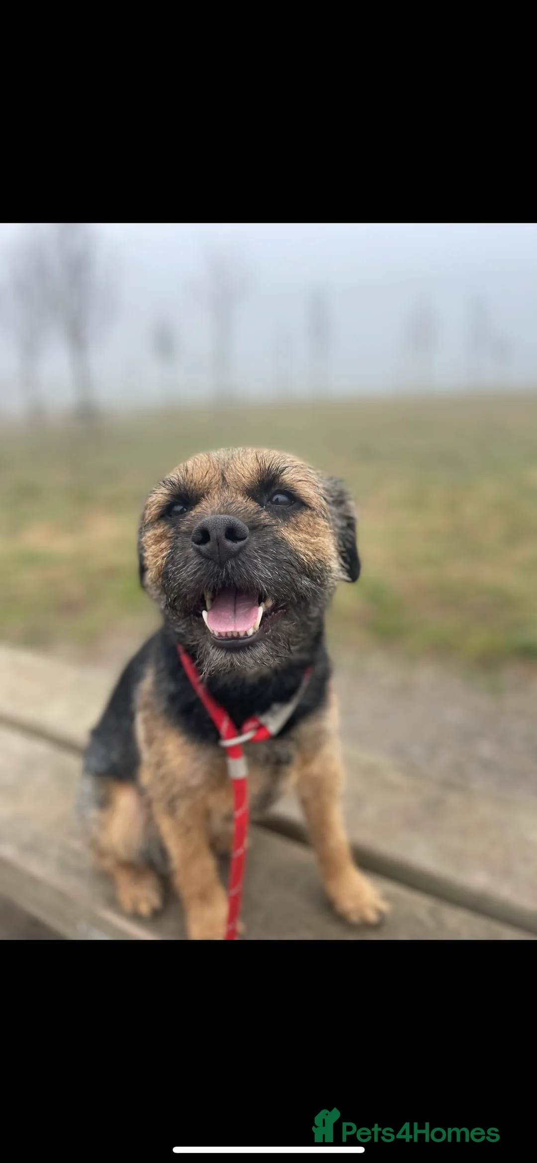 Border Terrier dogs for stud: Border terrier for Stud *SLEM clear* in Northallerton - Advert 10