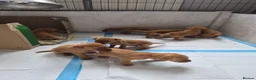 Labrador Retriever dogs for sale: Fox red labs for sale - Advert 3