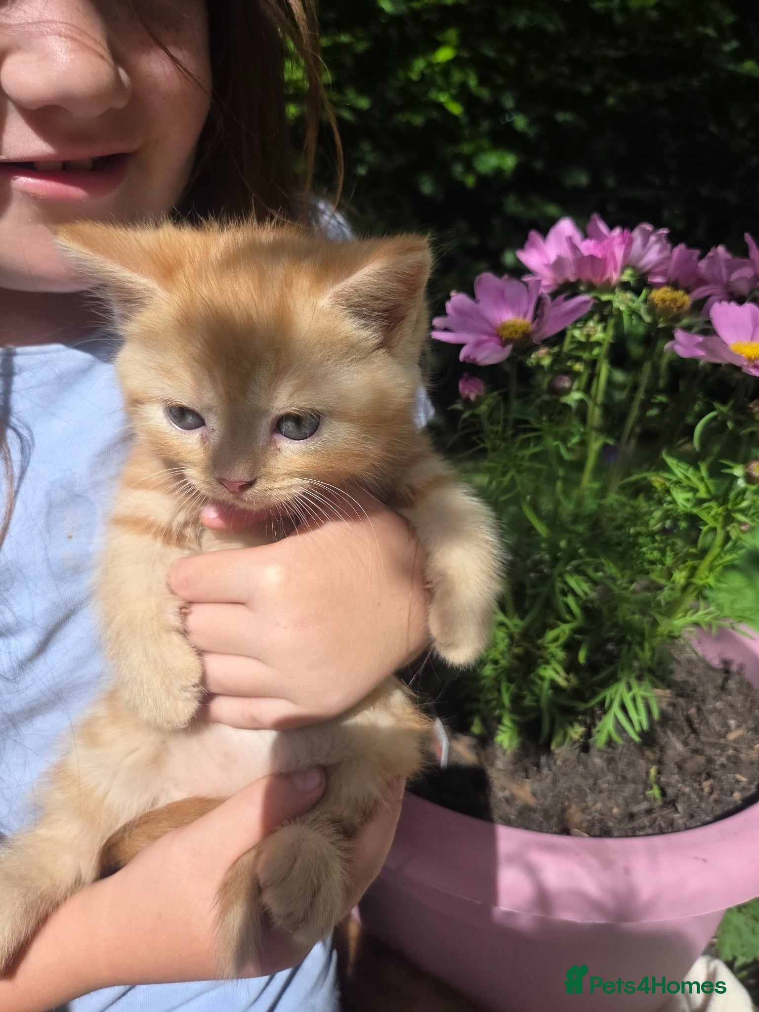 Persian cats for sale: Persian Cross tabby kittens for sale  in Warminster - Advert 25