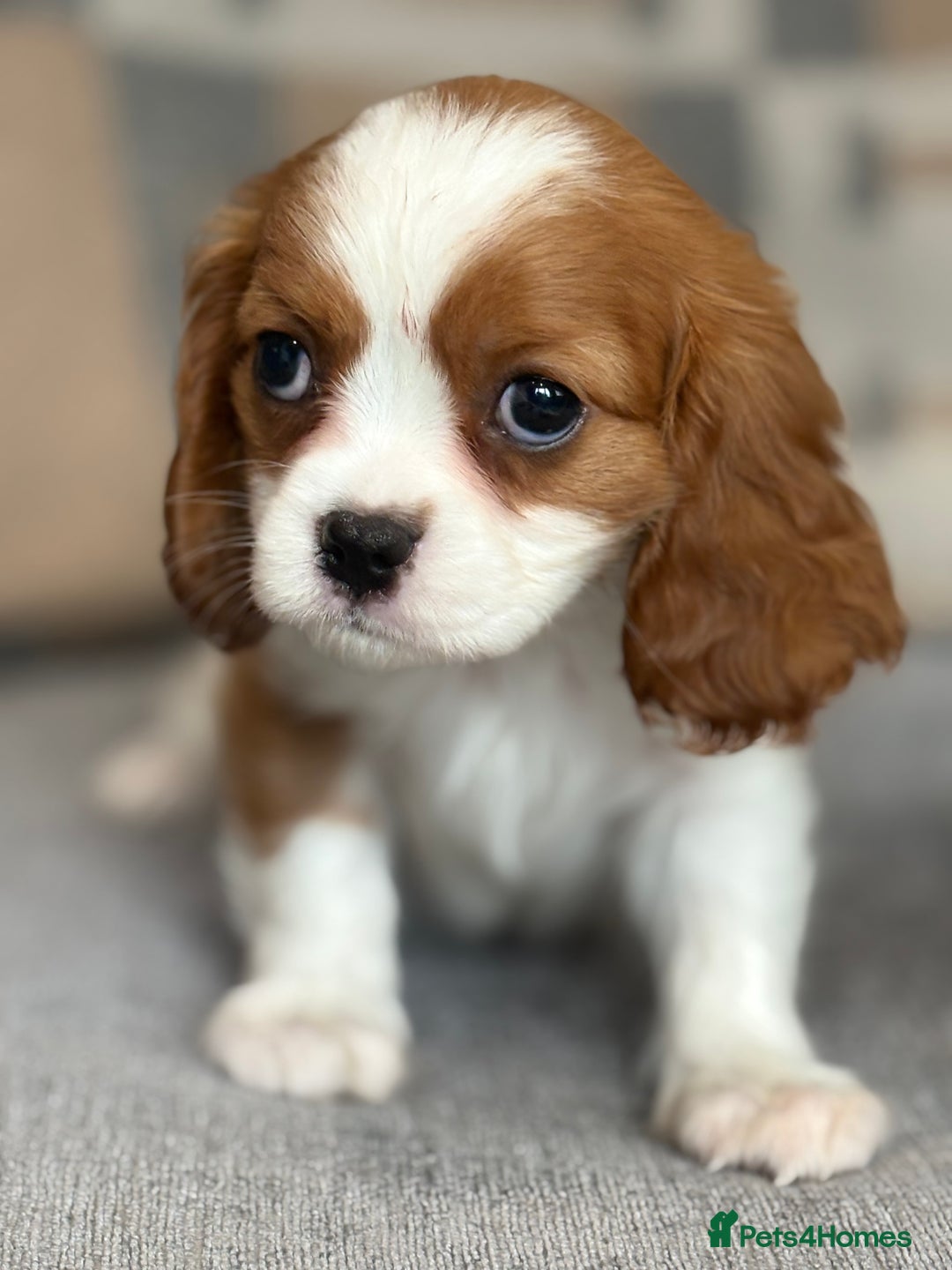 King Charles Spaniel dogs for sale: Beautiful cavalier puppies  - Image 12