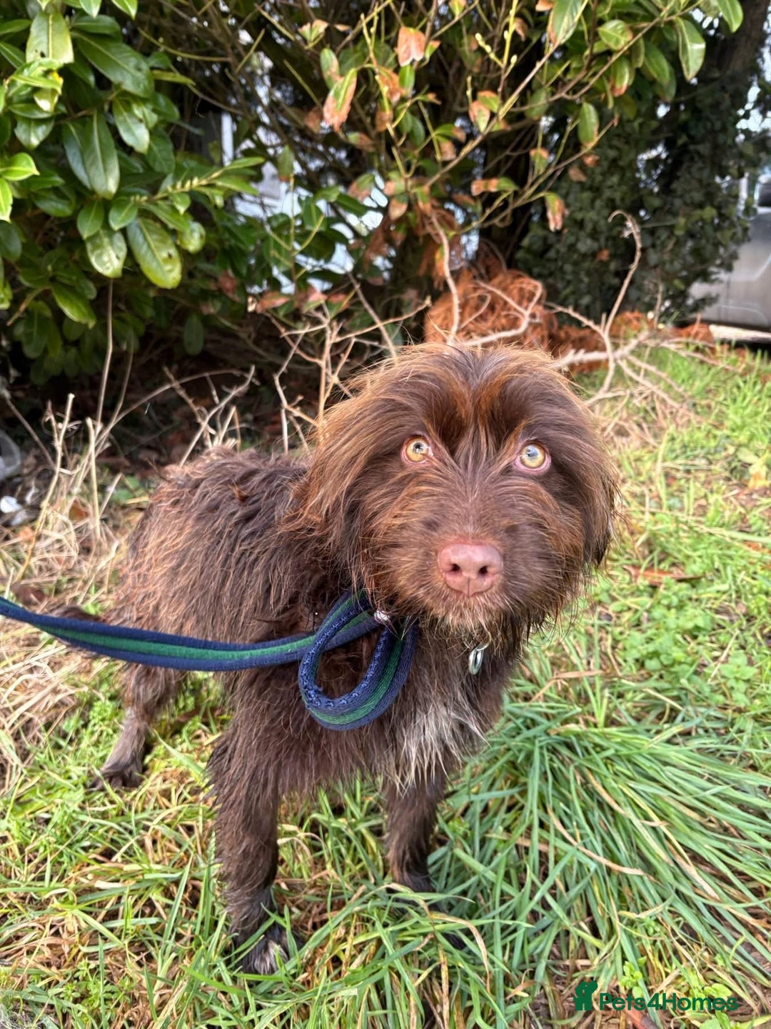 Mixed Breed dogs for adoption: Hazel - Norwich Norfolk  - Advert 7