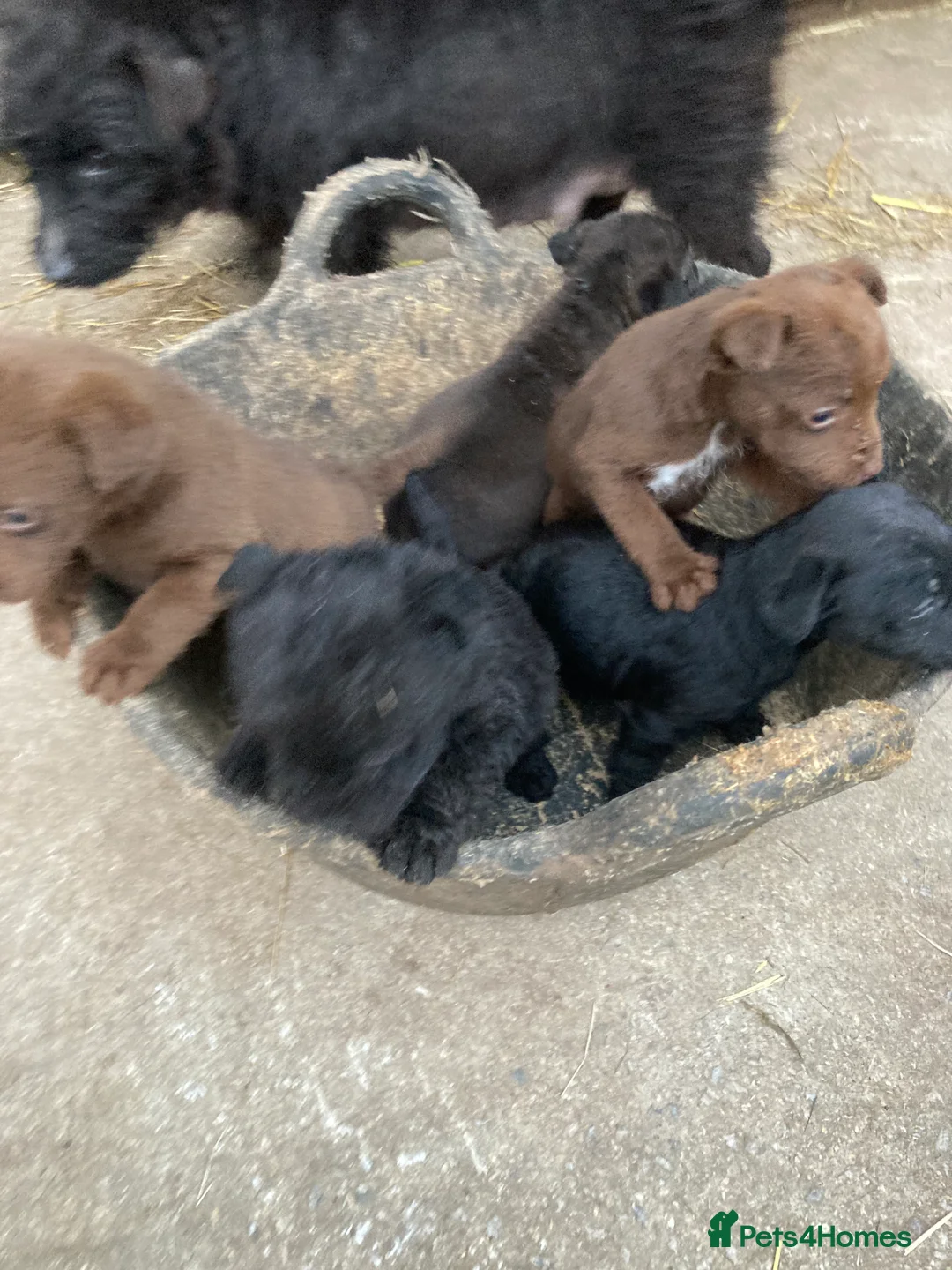 Patterdale Terrier dogs for sale: 5 lovely Patterdale Puppies. - Advert 10