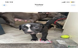 Staffordshire Bull Terrier dogs for sale: Original "old-time" black Staffy pups *rare* - Image 6