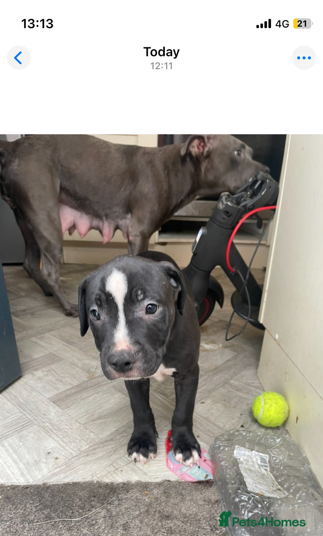 Staffordshire Bull Terrier dogs for sale: Original "old-time" black Staffy pups *rare* - Image 6