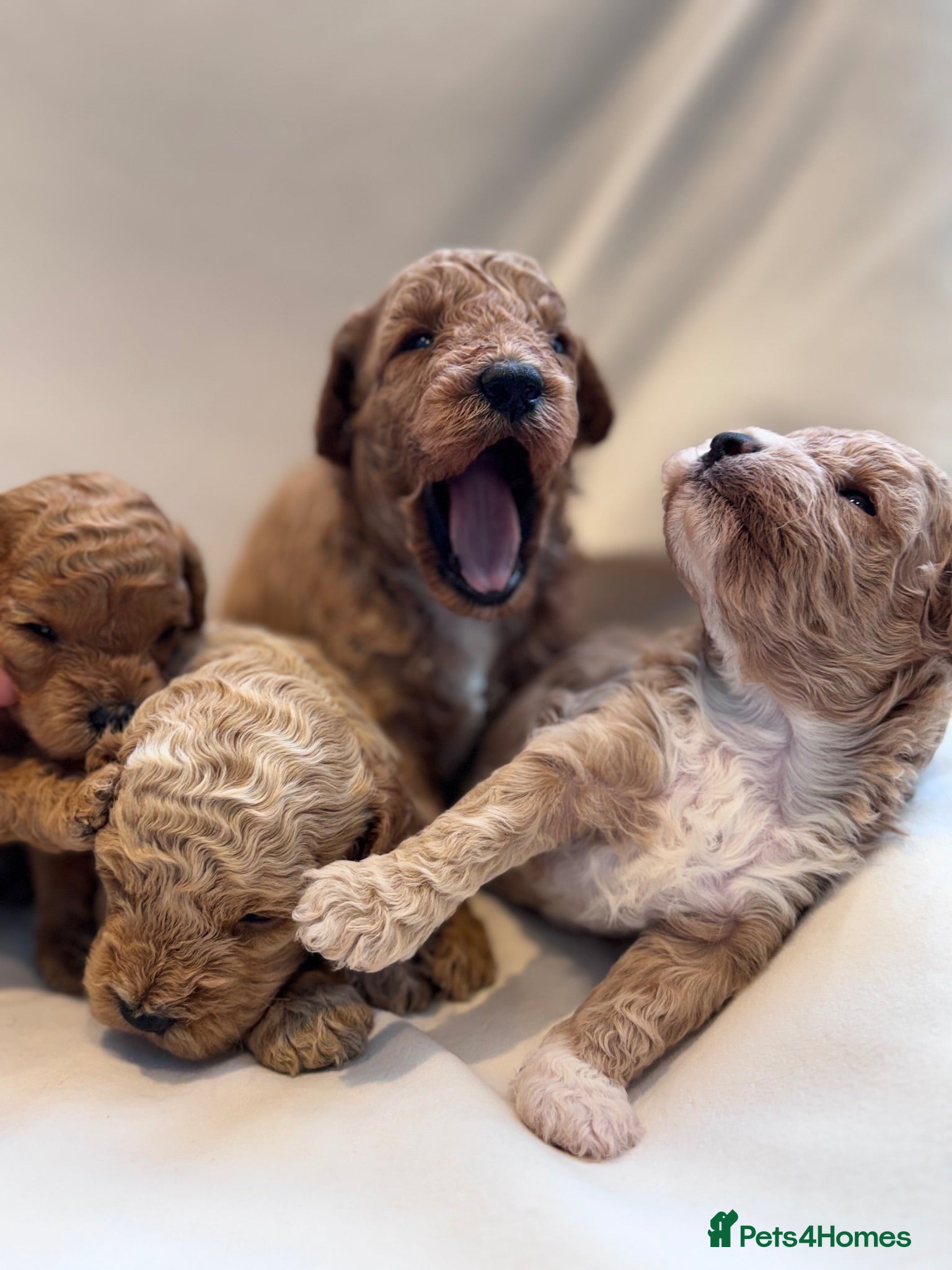 Mixed Breed dogs 🐾 Beautiful Cavapoochon × Cavapoo Puppies 🐾 - Advert 2