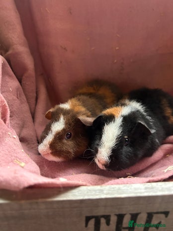 Guinea Pig rodents - Advert 16
